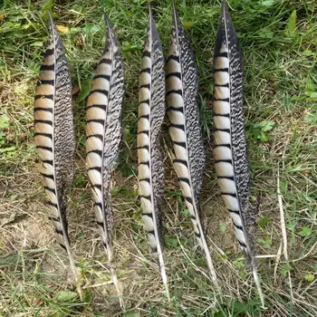 Wholesale 100pcs Beautiful 8-10inch/20-25cm Natural Copper Tail Chicken Feathers DIY Jewelry Stage Performances Decoration
Wholesale 100pcs Beautiful 8-10inch/20-25cm Natural Copper Tail Chicken Feathers DIY Jewelry Stage Performances Decoration