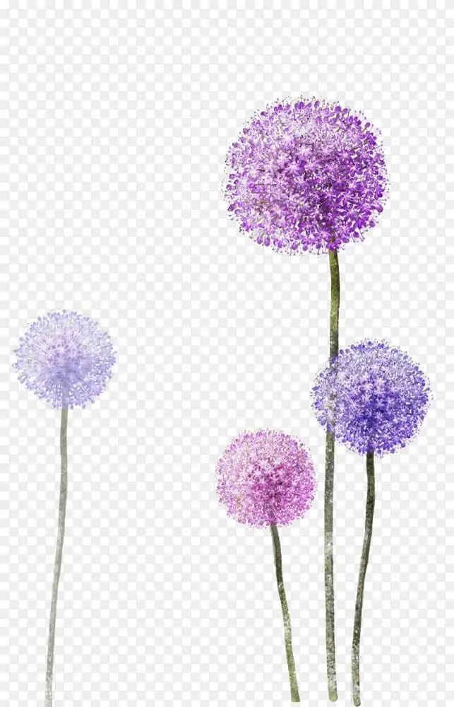 墙纸.紫色蒲公英