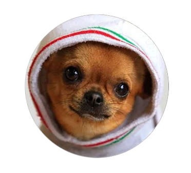 5pcs16mmmm25mm友情かわいいチワワカボション犬手作りフォトガラスドロップスタイルカボションジュエリーアクセサリー Jewelry Findings Components Aliexpress