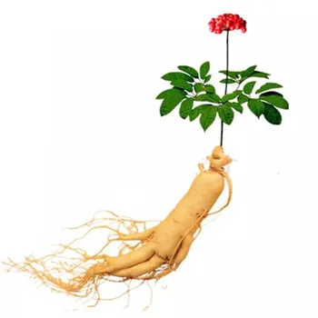 High quality, authentic Changbai mountain ginseng seed Red ginseng, Korean ginseng The survival rate is as high as 99%
High quality, authentic Changbai mountain ginseng seed Red ginseng, Korean ginseng The survival rate is as high as 99%
