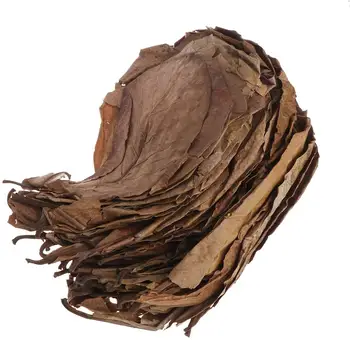 50pcs Grade A Natural Terminalia Catappa Foetida Leaves Island Almond Leaf fish Cleaning/Treatment aquarium Tank
50pcs Grade A Natural Terminalia Catappa Foetida Leaves Island Almond Leaf fish Cleaning/Treatment aquarium Tank