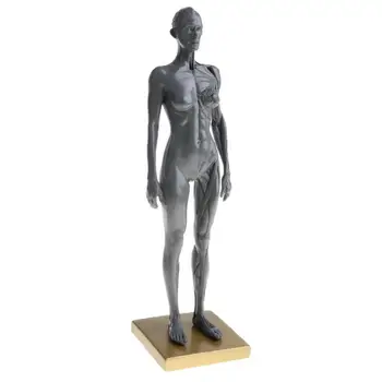 Female Anatomy Figure Model Anatomical for Artists -Gray Medical Drawing skeleton art supplies
Female Anatomy Figure Model Anatomical for Artists -Gray Medical Drawing skeleton art supplies