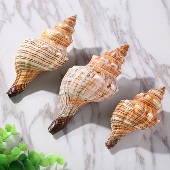 marine natural shells Watch conch shells Handmade accessories Home decorative aquarium fittings Fish tank decoration 500g
marine natural shells Watch conch shells Handmade accessories Home decorative aquarium fittings Fish tank decoration 500g