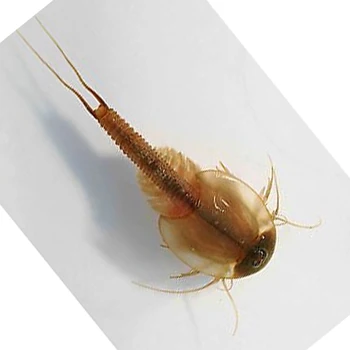 iWish 15mm L Sea Monkeys Eggs Monkey Kits Fairy Brine Shrimp Living Animals Artemia Salina Alike Triops Toys For Children 200g
iWish 15mm L Sea Monkeys Eggs Monkey Kits Fairy Brine Shrimp Living Animals Artemia Salina Alike Triops Toys For Children 200g