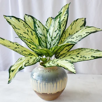 Model Fern Green Plant Handfeel 15 Leaf Vitiligo Sleeping Beauty Lamination Grass Plant Wall with Wood Flower Arrangement Decora
Model Fern Green Plant Handfeel 15 Leaf Vitiligo Sleeping Beauty Lamination Grass Plant Wall with Wood Flower Arrangement Decora