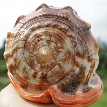 1Pcs Natural Conch Shells Large Beautiful Sea Shell Conch Fish Tanks Decorations Crafts Party Decors Ornaments
1Pcs Natural Conch Shells Large Beautiful Sea Shell Conch Fish Tanks Decorations Crafts Party Decors Ornaments