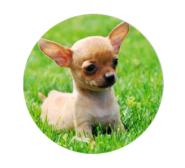 5pcs16mmmm25mm友情かわいいチワワカボション犬手作りフォトガラスドロップスタイルカボションジュエリーアクセサリー Jewelry Findings Components Aliexpress