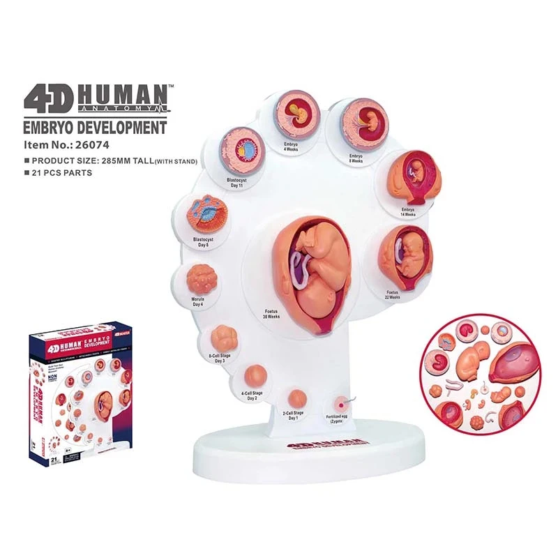 Anime 4D MASTER Human Fetal Growth Organ Anatomical Model Figure Kit Assembly Toy Medical Embryo Development Teaching Supplies
Anime 4D MASTER Human Fetal Growth Organ Anatomical Model Figure Kit Assembly Toy Medical Embryo Development Teaching Supplies