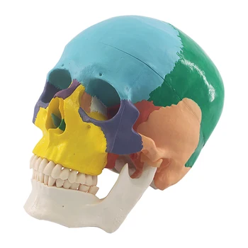 Detachable Skull Replica 1:1 Disassembled Color PVC Medical Skull Anatomical Specimen skull decoration Halloween decor GY59
Detachable Skull Replica 1:1 Disassembled Color PVC Medical Skull Anatomical Specimen skull decoration Halloween decor GY59