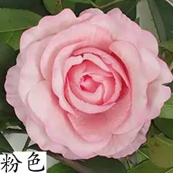 200PCS 12cm Large Artificial Roses Flower Heads DIY Arch Garland Bride Wrist Flower Wedding Party Home Garden Decor Fake Flowers
200PCS 12cm Large Artificial Roses Flower Heads DIY Arch Garland Bride Wrist Flower Wedding Party Home Garden Decor Fake Flowers