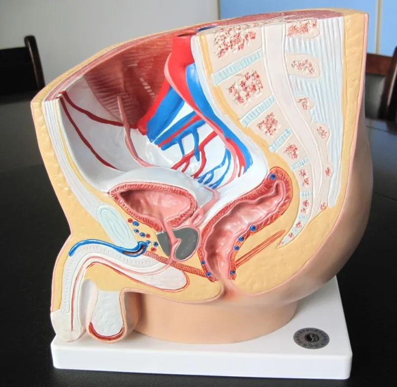 1 Parts Male Pelvic Sagittal Split Surface Anatomical Model Medical Teaching Model Manufacturers Direct Selling
1 Parts Male Pelvic Sagittal Split Surface Anatomical Model Medical Teaching Model Manufacturers Direct Selling