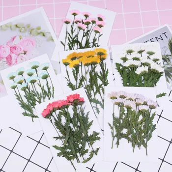 120pcs Side Pressed Dried Daisy Flower Plants Herbarium For Jewelry Phone Case Bookmark Flower Scropbook Making Accessories
120pcs Side Pressed Dried Daisy Flower Plants Herbarium For Jewelry Phone Case Bookmark Flower Scropbook Making Accessories