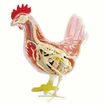 4D Vision Chicken Anatomy Model Puzzle Assembling Toy Animal Organ Anatomy Model Medical Teaching Chicken Assembling Model
4D Vision Chicken Anatomy Model Puzzle Assembling Toy Animal Organ Anatomy Model Medical Teaching Chicken Assembling Model