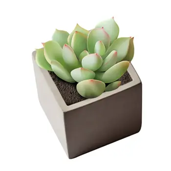 2pcs/set Round Cube Succulent Plants Flower Pot Silicone Mold Epoxy Resin Cement Candy Soap Mould DIY Craft
2pcs/set Round Cube Succulent Plants Flower Pot Silicone Mold Epoxy Resin Cement Candy Soap Mould DIY Craft
