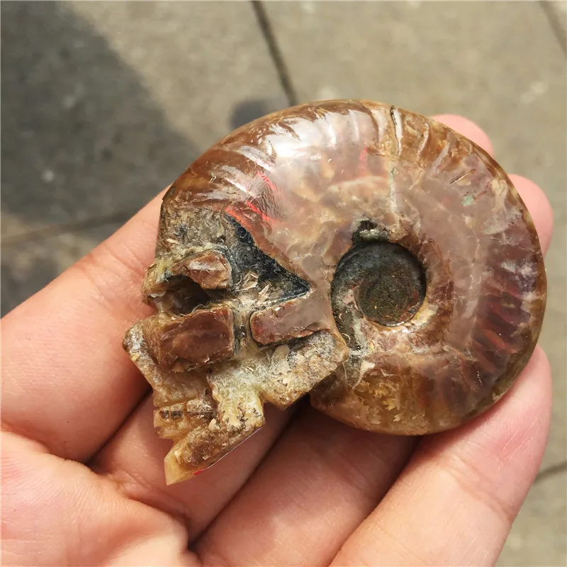 Natural fossil conch beautiful fossil snail fossil skull healing carving crystal shell for gift reiki healing 1Pcs
Natural fossil conch beautiful fossil snail fossil skull healing carving crystal shell for gift reiki healing 1Pcs