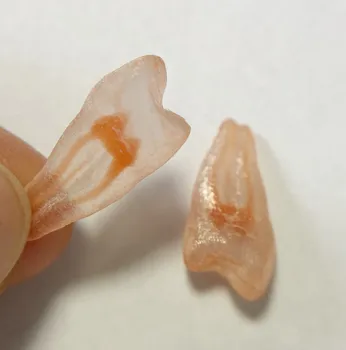 3D Simulation Tooth Replicas Premolar A# Model Red Root 2-Pulp Molar Canal Endo Files Practise Dentist Student 2 Pieces
3D Simulation Tooth Replicas Premolar A# Model Red Root 2-Pulp Molar Canal Endo Files Practise Dentist Student 2 Pieces