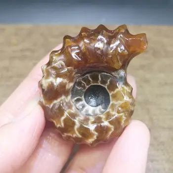 Natural Madagascar ammonite fossils.Extinct Horn screw conch fossils. Feng shui conch fossils
Natural Madagascar ammonite fossils.Extinct Horn screw conch fossils. Feng shui conch fossils