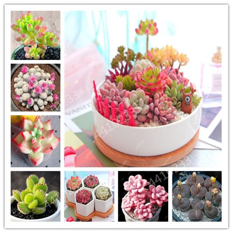 Big promotion! 300 pcs/pack Rare Mix Succulent Cactus Organic Garden Bulk flower plantas,bonsai plant for balcony
Big promotion! 300 pcs/pack Rare Mix Succulent Cactus Organic Garden Bulk flower plantas,bonsai plant for balcony