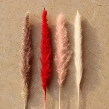 30Pcs Bulrush Natural Pampas Grass Phragmites Rush Reed Home Decor Photography Props DIY Dried Flower Bouquet Flower Arrangement 
30Pcs Bulrush Natural Pampas Grass Phragmites Rush Reed Home Decor Photography Props DIY Dried Flower Bouquet Flower Arrangement