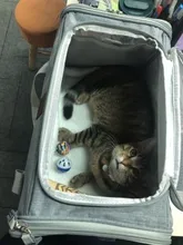 Carrier-Bag Pets-Handbag Outgoing-Bags Dog Foldable Travel Small-Dogs Breathable Mesh