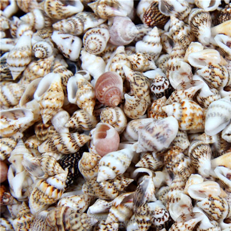 100PCS Natural Conch Shells Aquarium Decoration Home Decor Natural Sea Beach Shell Conch Seashells For DIY Crafts
100PCS Natural Conch Shells Aquarium Decoration Home Decor Natural Sea Beach Shell Conch Seashells For DIY Crafts