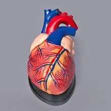 Heart Model Heart Anatomy Model Cardiovascular Arteriovenous Structure Making Teaching
Heart Model Heart Anatomy Model Cardiovascular Arteriovenous Structure Making Teaching