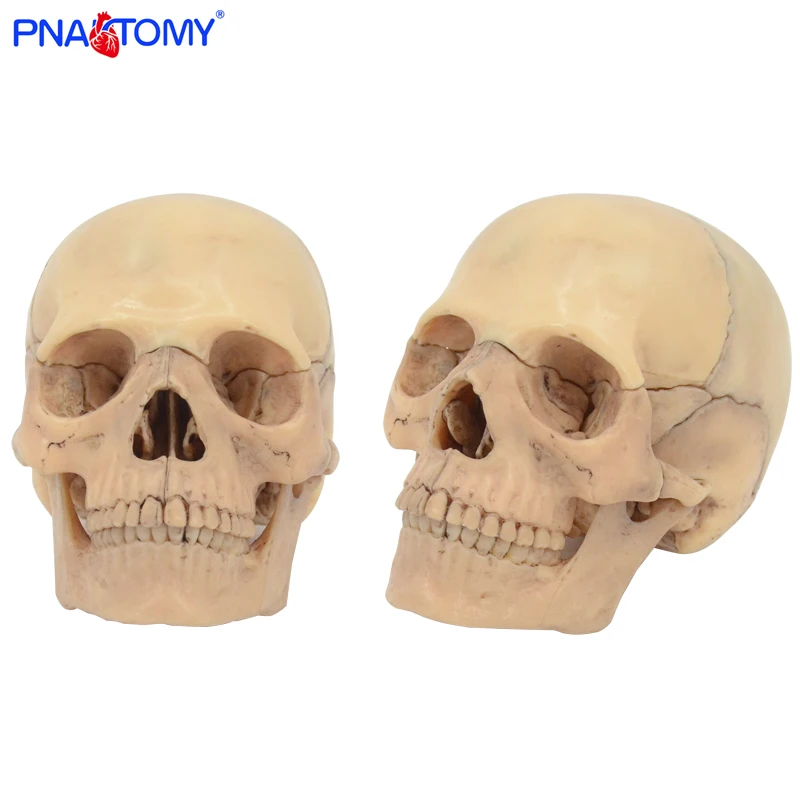 Detachable Anatomical Model Skull Medical Teaching Tool Color Skull 4D Disassembled 15PCS/Set PNATOMY Educational Model
Detachable Anatomical Model Skull Medical Teaching Tool Color Skull 4D Disassembled 15PCS/Set PNATOMY Educational Model