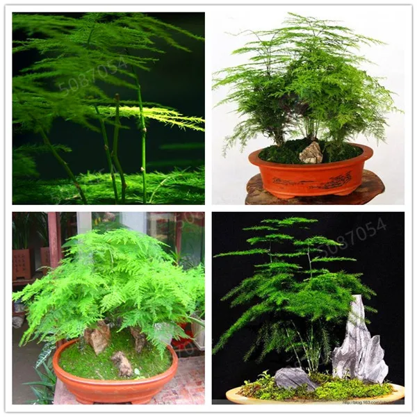 

30Pcs Asparagus Fern Tree Bonsai Evergreen Indoor Potted Plants Bonsai For Home Garden A Symbol Of Eternity Easy To Grow