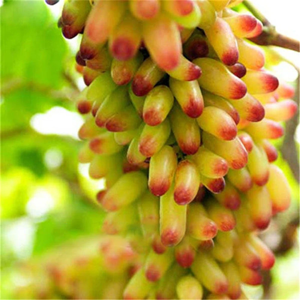 Голд Фингер Виноград Фото – Telegraph