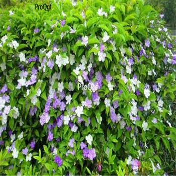 Ngryise 500Pcs A Set Brunfelsia latifolia
Ngryise 500Pcs A Set Brunfelsia latifolia