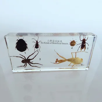 Six Kinds of Beneficial Insects Embedded Specimen Insect Specimen Models Biological Entomology Teaching Aids Resin Handicraft
Six Kinds of Beneficial Insects Embedded Specimen Insect Specimen Models Biological Entomology Teaching Aids Resin Handicraft