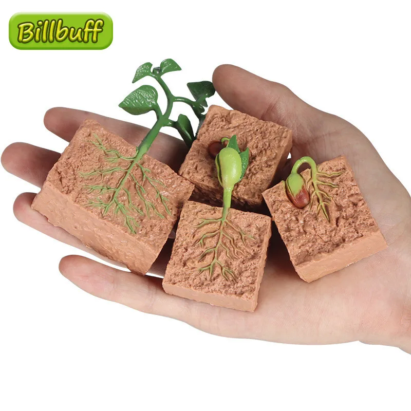 New Simulation Plant Growth Process Models Seed Solid Soybean Growth Cycle Early Education Childrens Science Education Toys Gift
New Simulation Plant Growth Process Models Seed Solid Soybean Growth Cycle Early Education Childrens Science Education Toys Gift