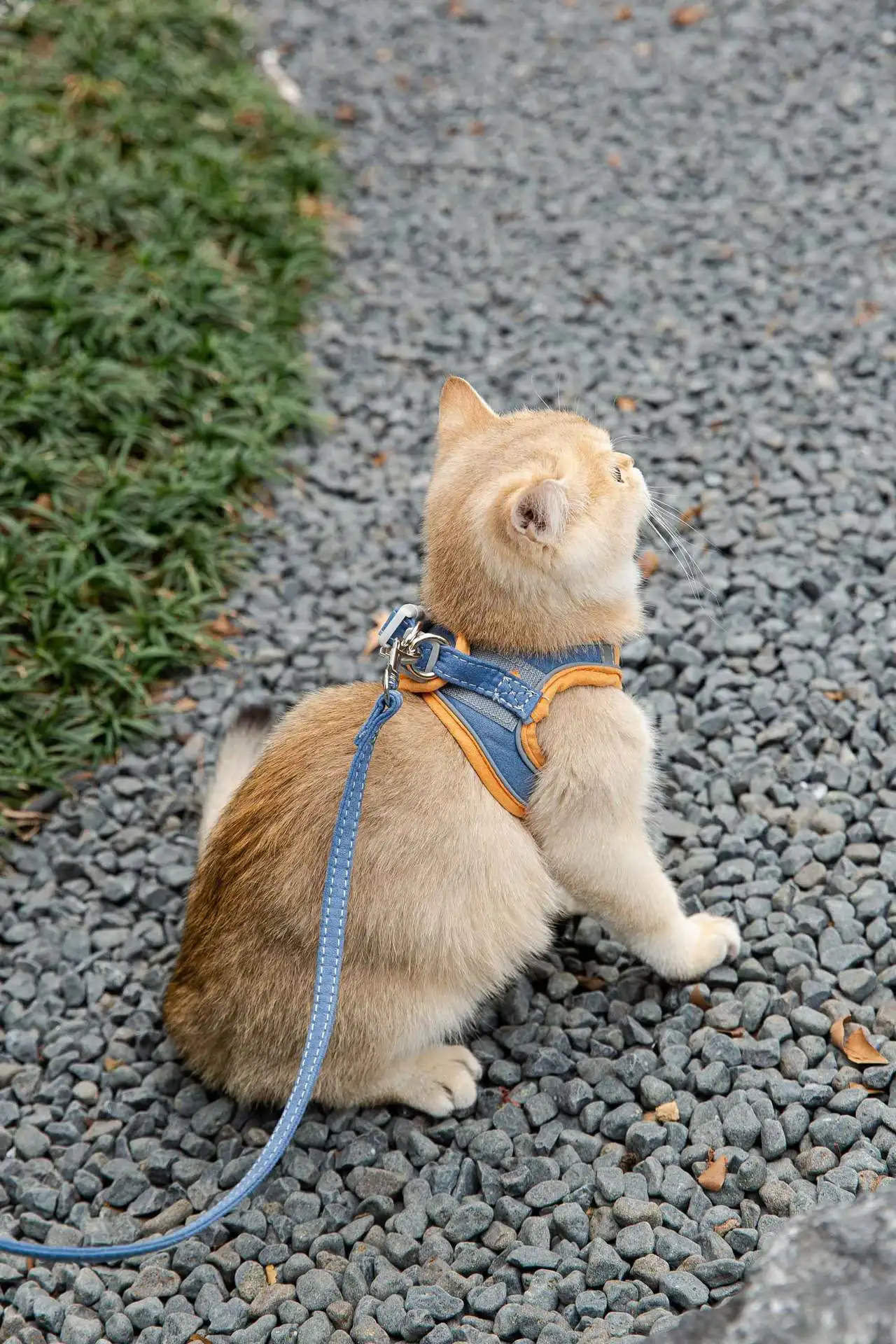 Cat Vest Harness