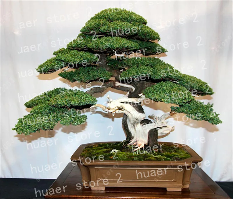 100 pcs/Juniper Bonsai ,Tree Potted Flowers Office Bonsai Purify The Air Absorb Harmful Gases
100 pcs/Juniper Bonsai ,Tree Potted Flowers Office Bonsai Purify The Air Absorb Harmful Gases
