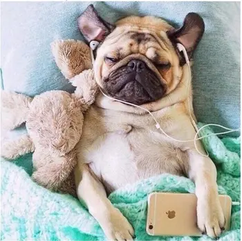 Full Round 5D DIY Animal Pug Dog Diamond Embroidery Crafts Diamond Painting Cross Stitch Mosaic Home Decoration Wall Stickers
Full Round 5D DIY Animal Pug Dog Diamond Embroidery Crafts Diamond Painting Cross Stitch Mosaic Home Decoration Wall Stickers