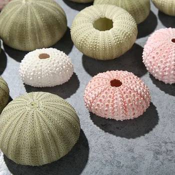 10pcs natural sea urchin Home decoration crafts pecerasy acuarios landscape морской декор ornaments сервировка стола Ракушка
10pcs natural sea urchin Home decoration crafts pecerasy acuarios landscape морской декор ornaments сервировка стола Ракушка
