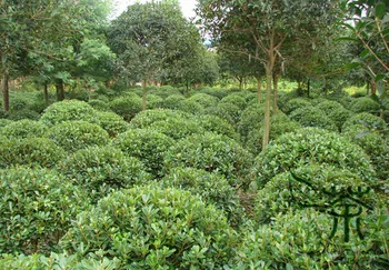 Pittosporum Tobira Japanese Pittosporum Hai Tong
Pittosporum Tobira Japanese Pittosporum Hai Tong