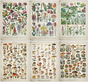 Botanical Educational Poster Mushrooms Champignons Identification Reference Chart Diagram Illustration Wall Art Vintage Poster
Botanical Educational Poster Mushrooms Champignons Identification Reference Chart Diagram Illustration Wall Art Vintage Poster