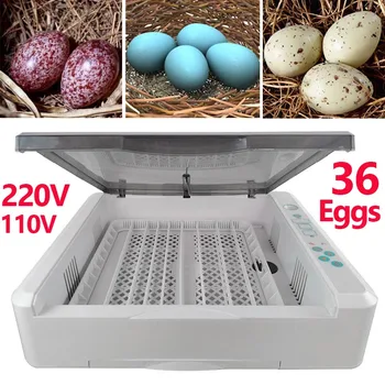 36 Eggs Incubator Automatic Egg Brooder Chicken Egg Incubation Machine Turn Hatcher Poultry Tool Equipment Chick Hatchery
36 Eggs Incubator Automatic Egg Brooder Chicken Egg Incubation Machine Turn Hatcher Poultry Tool Equipment Chick Hatchery