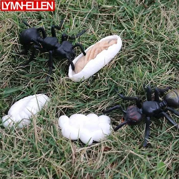 Simulation Wild Animal Ant Worker Ants Growing Up Cycle Transform Process Model Figure Home Decoration Education Kids Puzzle Toy
Simulation Wild Animal Ant Worker Ants Growing Up Cycle Transform Process Model Figure Home Decoration Education Kids Puzzle Toy