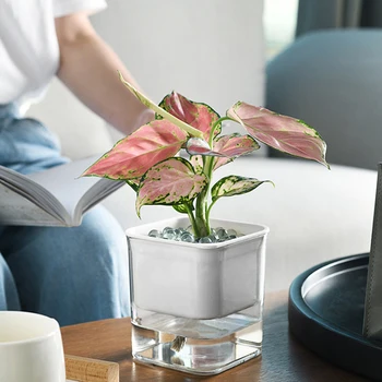 Creative Plants Automatic Watering Cup Transparent Decorative Flowers Water Feeder for Soil Cultivation Water Absorption Bonsai
Creative Plants Automatic Watering Cup Transparent Decorative Flowers Water Feeder for Soil Cultivation Water Absorption Bonsai