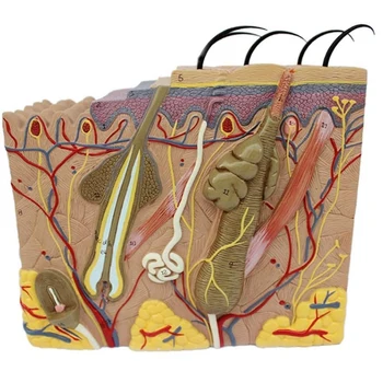 Human Skin and Hair Structure Enlarged Model Skin Layer Structure Anatomical Model