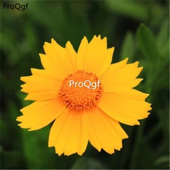 Ngryise 6000Pcs A Set Cosmos bipinnata
Ngryise 6000Pcs A Set Cosmos bipinnata