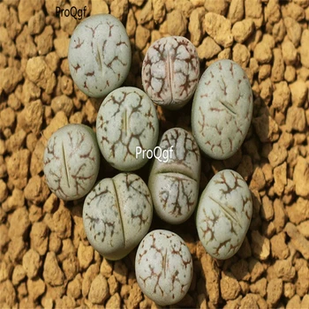 Ngryise 10pcs a set stone flower yunyinyu
Ngryise 10pcs a set stone flower yunyinyu