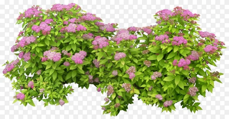 灌木光景绿灌木