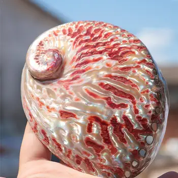 12-13 cm Polished Natural Conch Shells Large Bright Red Abalone Box Shell Material Containing Decoration Abalone Home
12-13 cm Polished Natural Conch Shells Large Bright Red Abalone Box Shell Material Containing Decoration Abalone Home