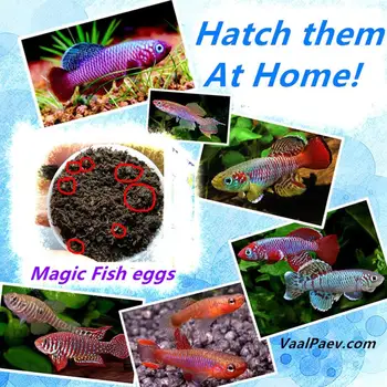 30 pieces Lots Magic Fish eggs Killifish Wholesale Magic soil Hatching earth Toys for Kids Children Aquarium Pond Amazing Funny 
30 pieces Lots Magic Fish eggs Killifish Wholesale Magic soil Hatching earth Toys for Kids Children Aquarium Pond Amazing Funny