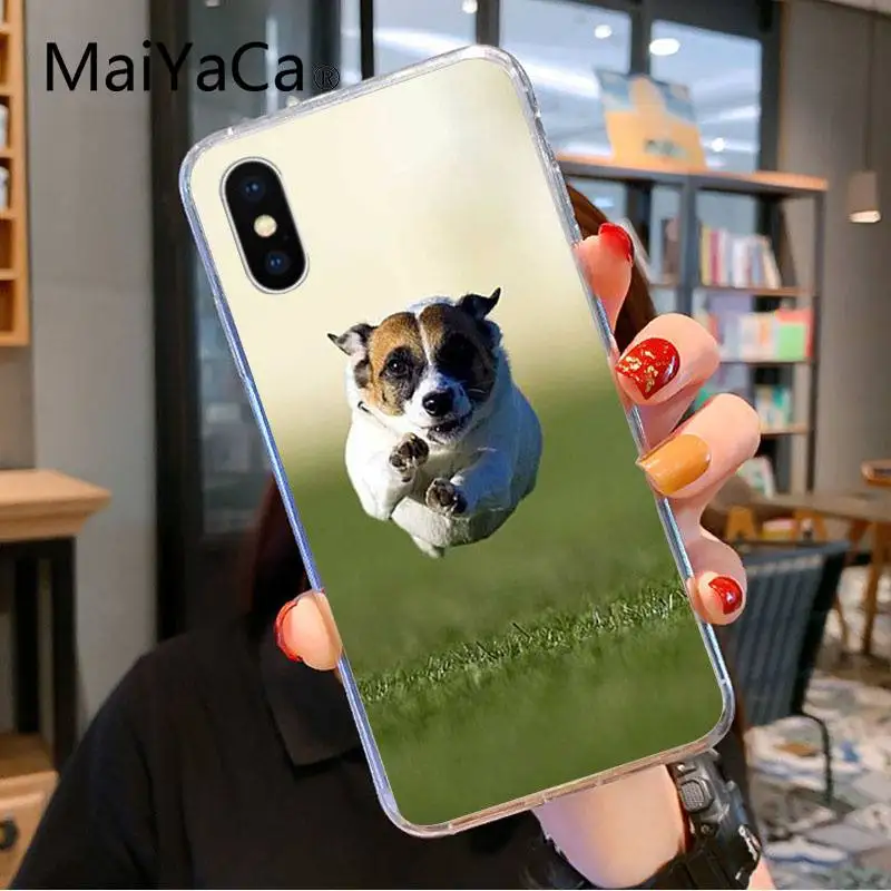 Jack Russell Terrier Dog