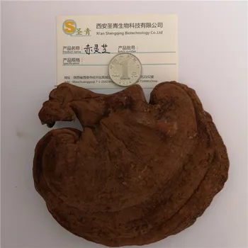 CN Health Red Ganoderma Lucidum Taishan Semi-Natural Whole Plant Red Ganoderma Lucidum 200G
CN Health Red Ganoderma Lucidum Taishan Semi-Natural Whole Plant Red Ganoderma Lucidum 200G