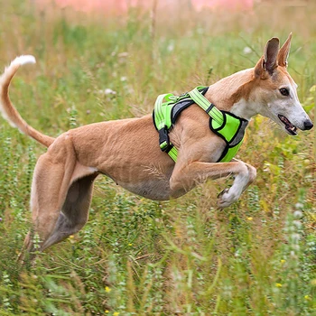 Dog Soft Adjustable Harness Pet Large Dog Walk Out Harness Vest Collar Hand Strap for Small Medium Large Dogs
Dog Soft Adjustable Harness Pet Large Dog Walk Out Harness Vest Collar Hand Strap for Small Medium Large Dogs